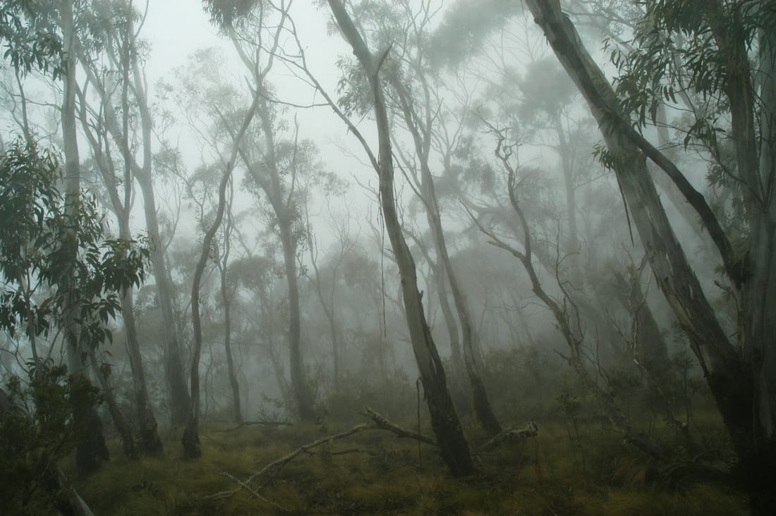 Pale eucalyptus trunks in thick morning fog